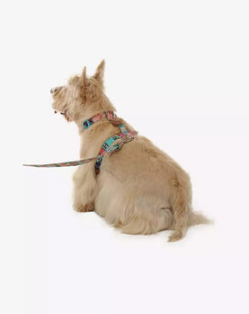 Conjunto Peitoral H e Guia Laguna